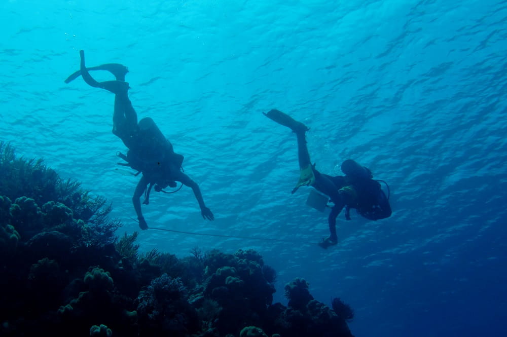 A blue image with two people swimming underwater, with some coral on the bottom left corner of the blue.
