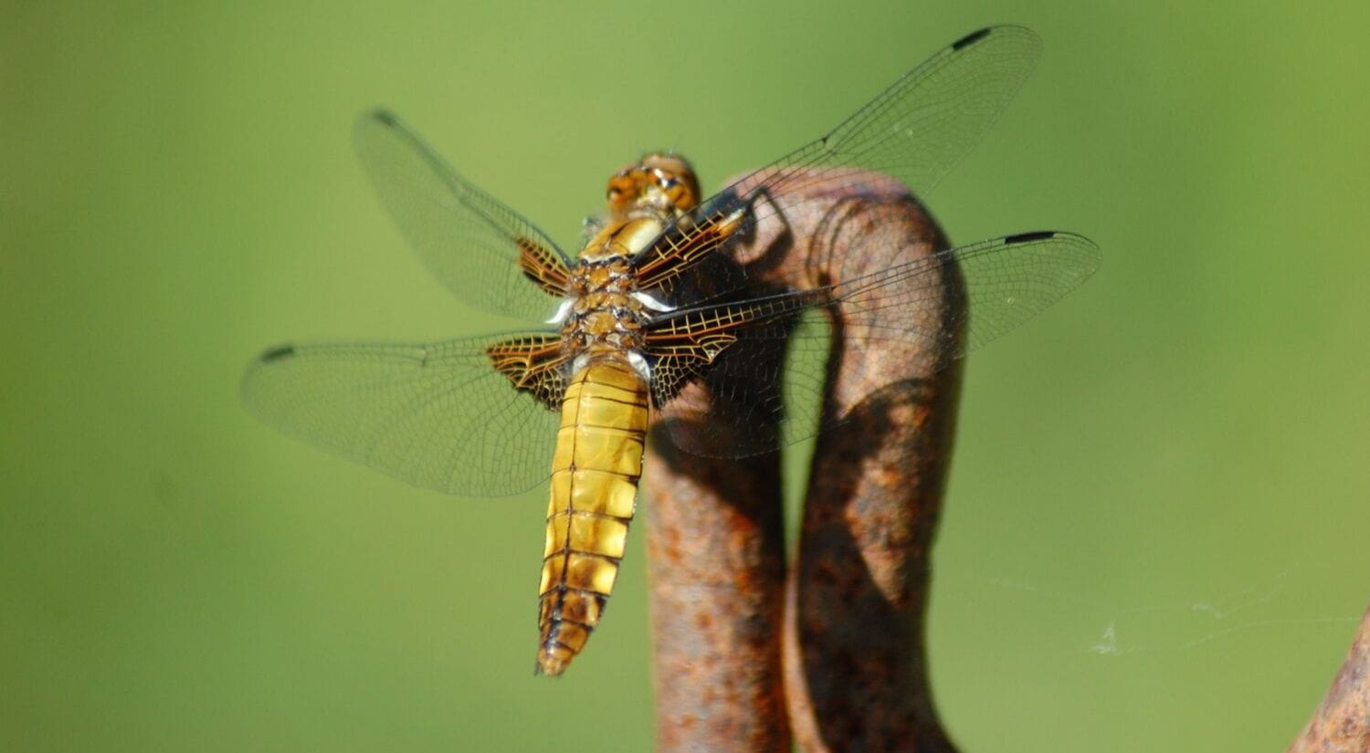 A photo of a dragonfly