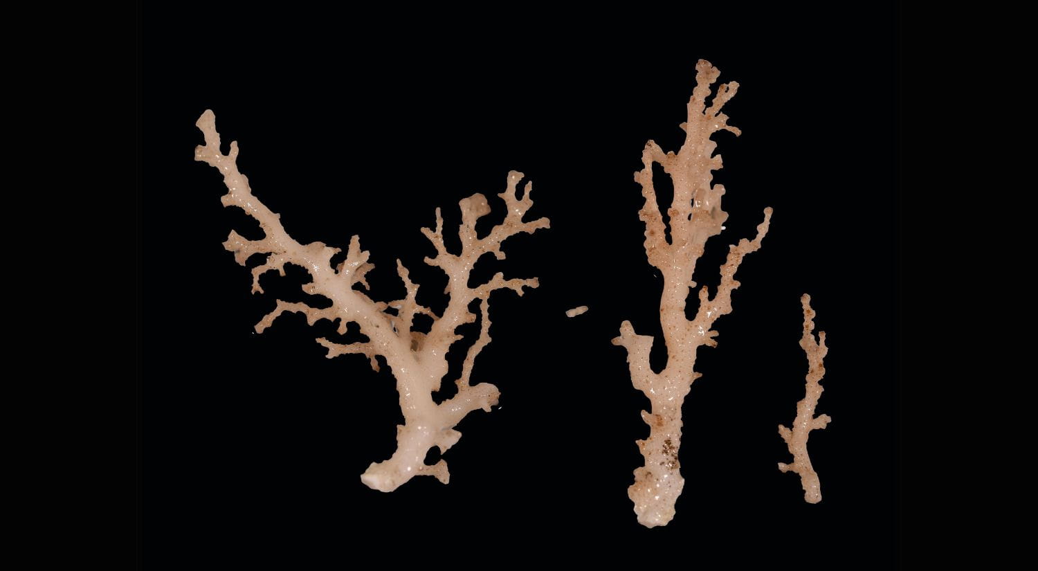 Potential new lace coral species