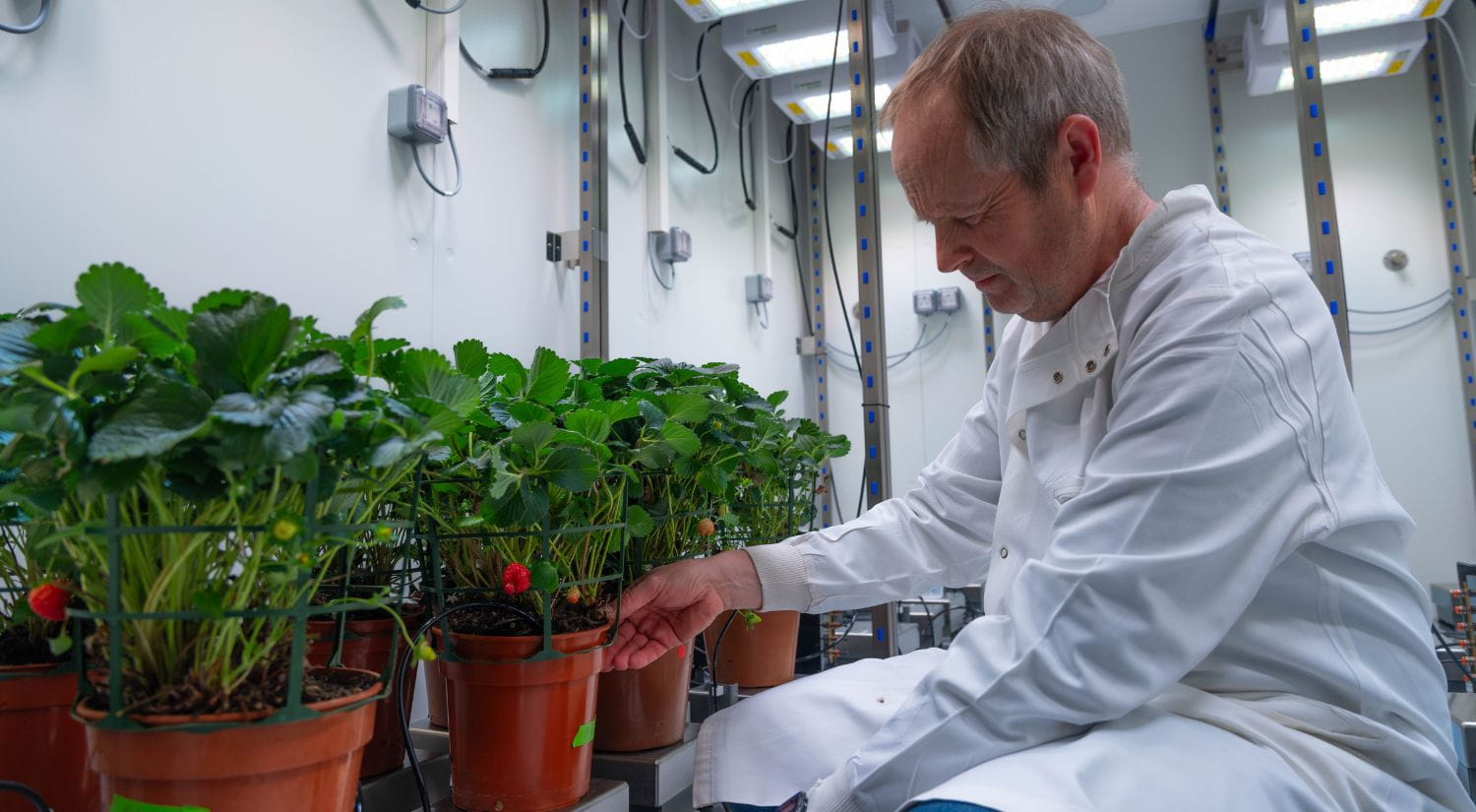 Dr Phillip Davey works in the drought room