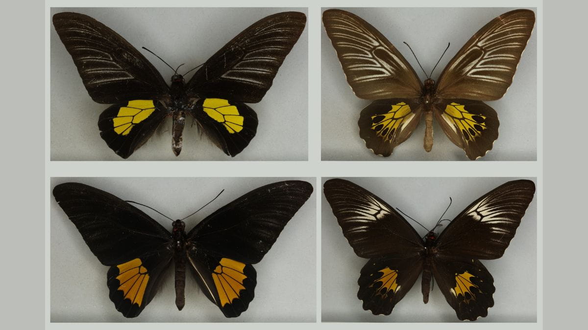 Birdwing butterflies of the Troides haliphron species group, in which females (right) were observed to be more visibly diverse than males (left). )