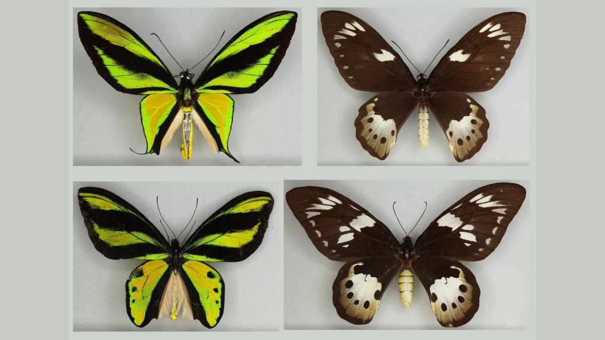 Birdwing butterflies of the Ornithoptera paradisea species group, in which males (left) were observed to be more visibly diverse than females (right). )
