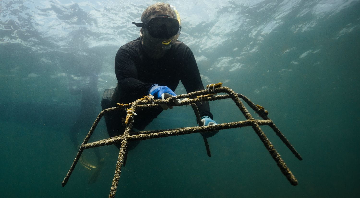 A reef star being placed