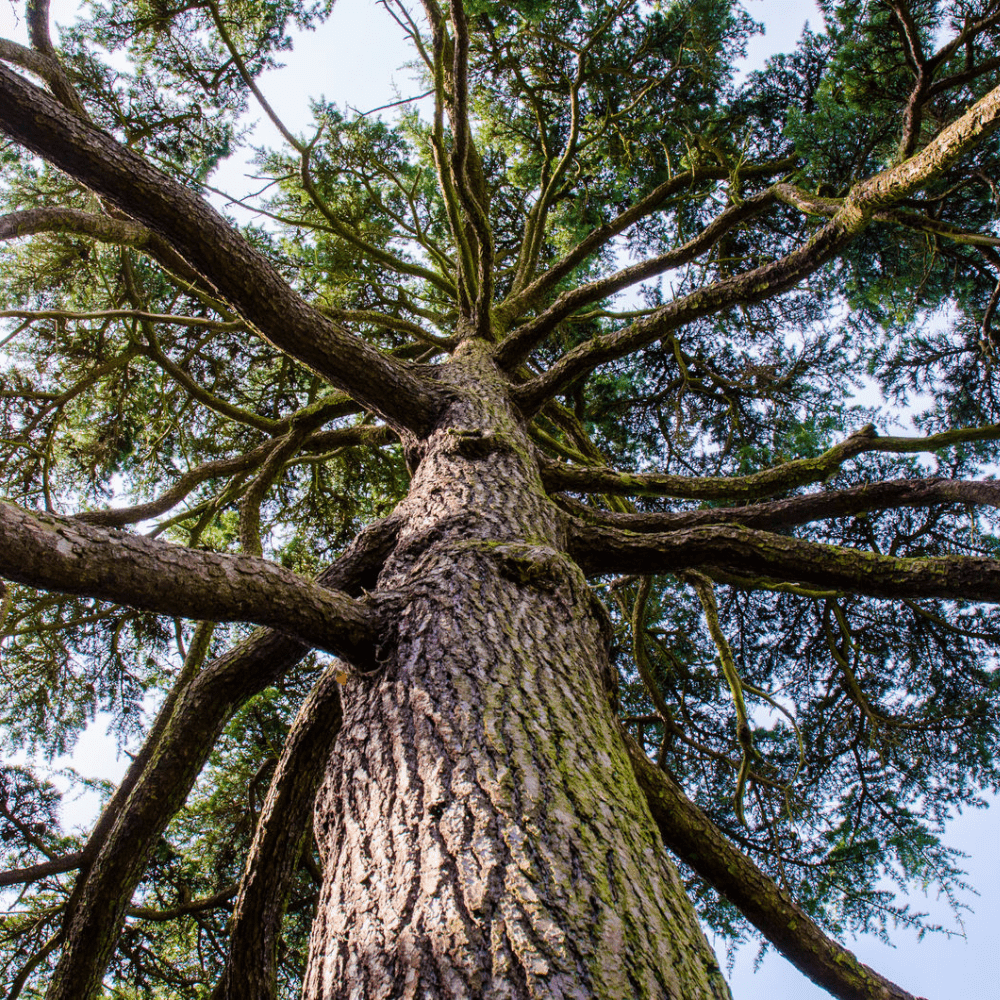 Ancient Giants: There’s more to trees than you think | Blog 