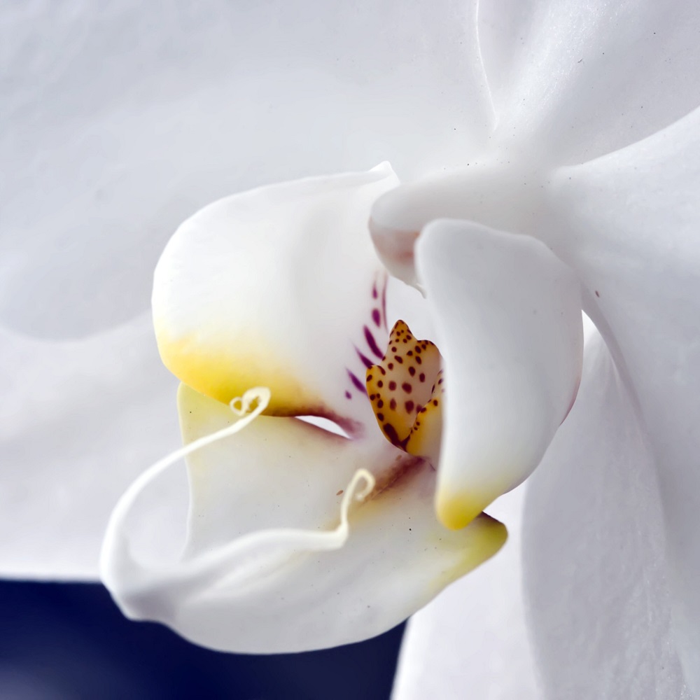 A close up of an orchid flower