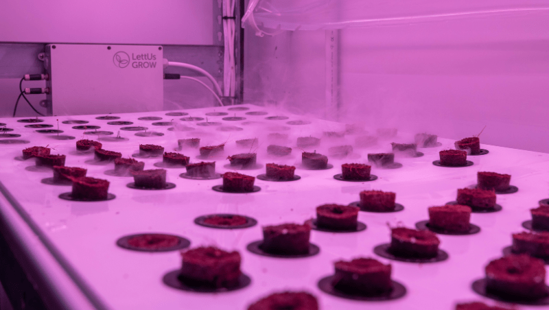 Onions growing via aeroponic methods inside the shipping container