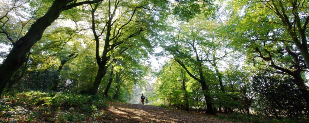 Epping forest