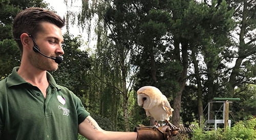 Liam Knapp-Bates working at Colchester zoo handling an owl