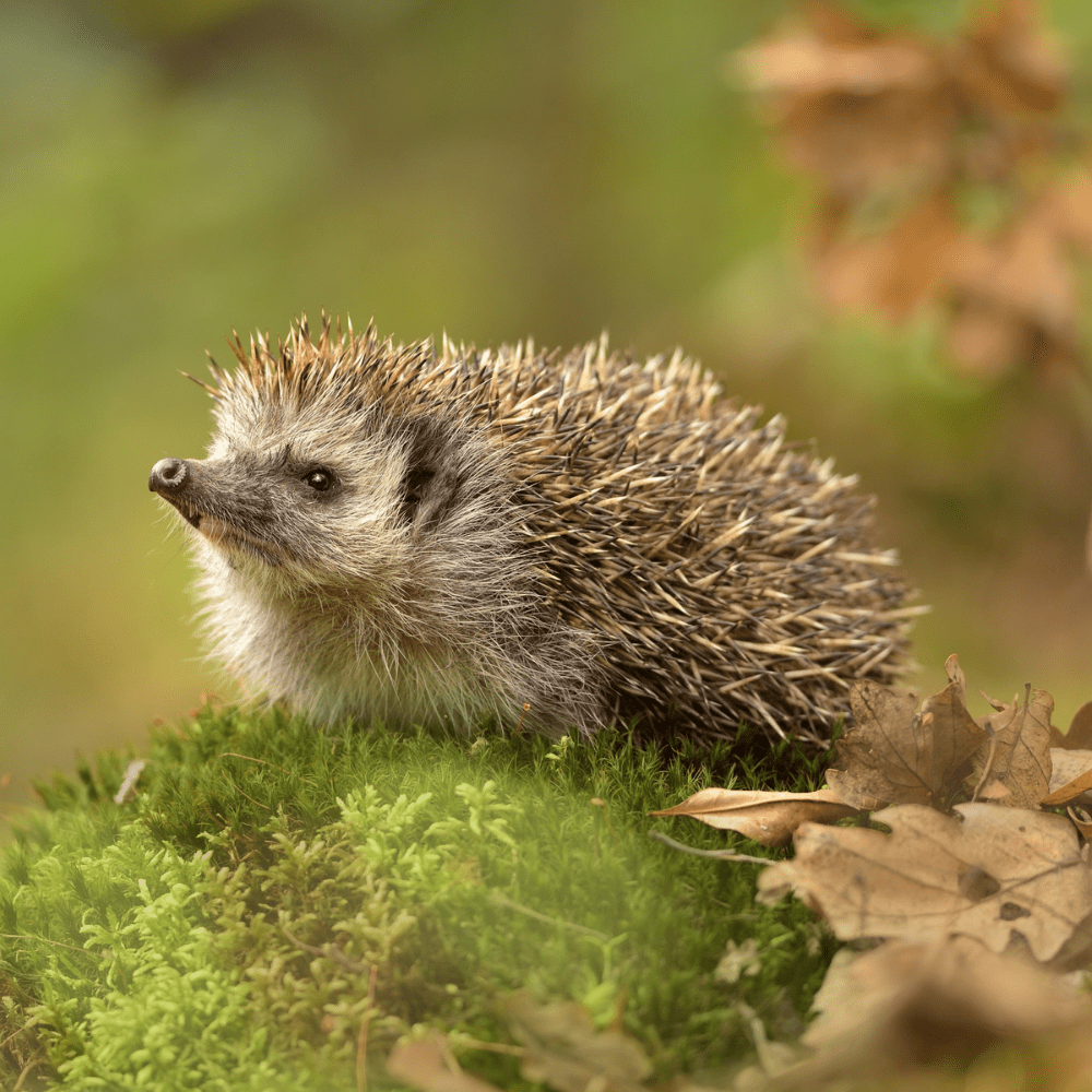 Celebrating our ‘Hedgehog Friendly Campus’ | Blog 