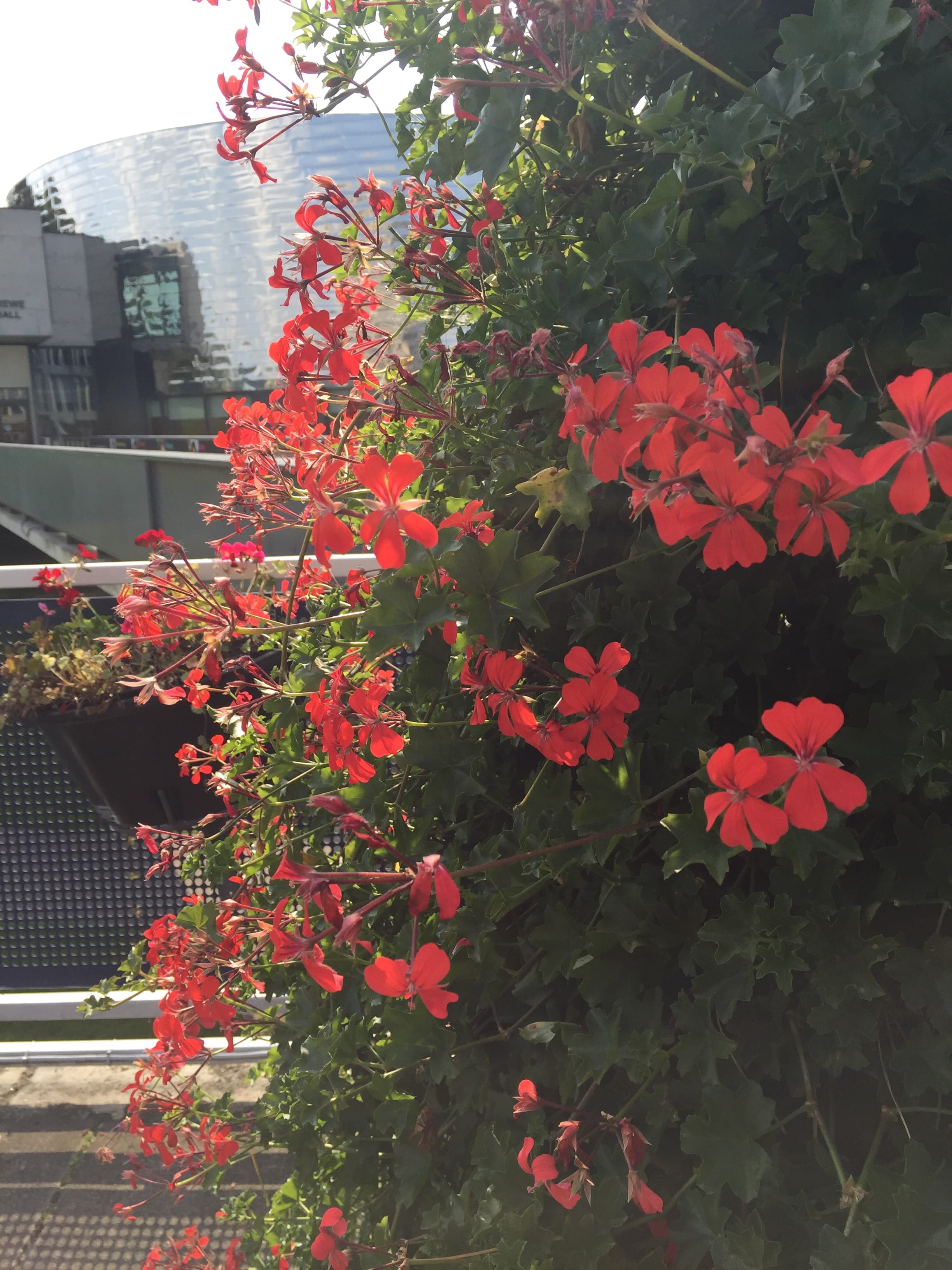 Photo of flowers in a planter outside the Ivor Crewe Lecture Hall on the Colchester Campus