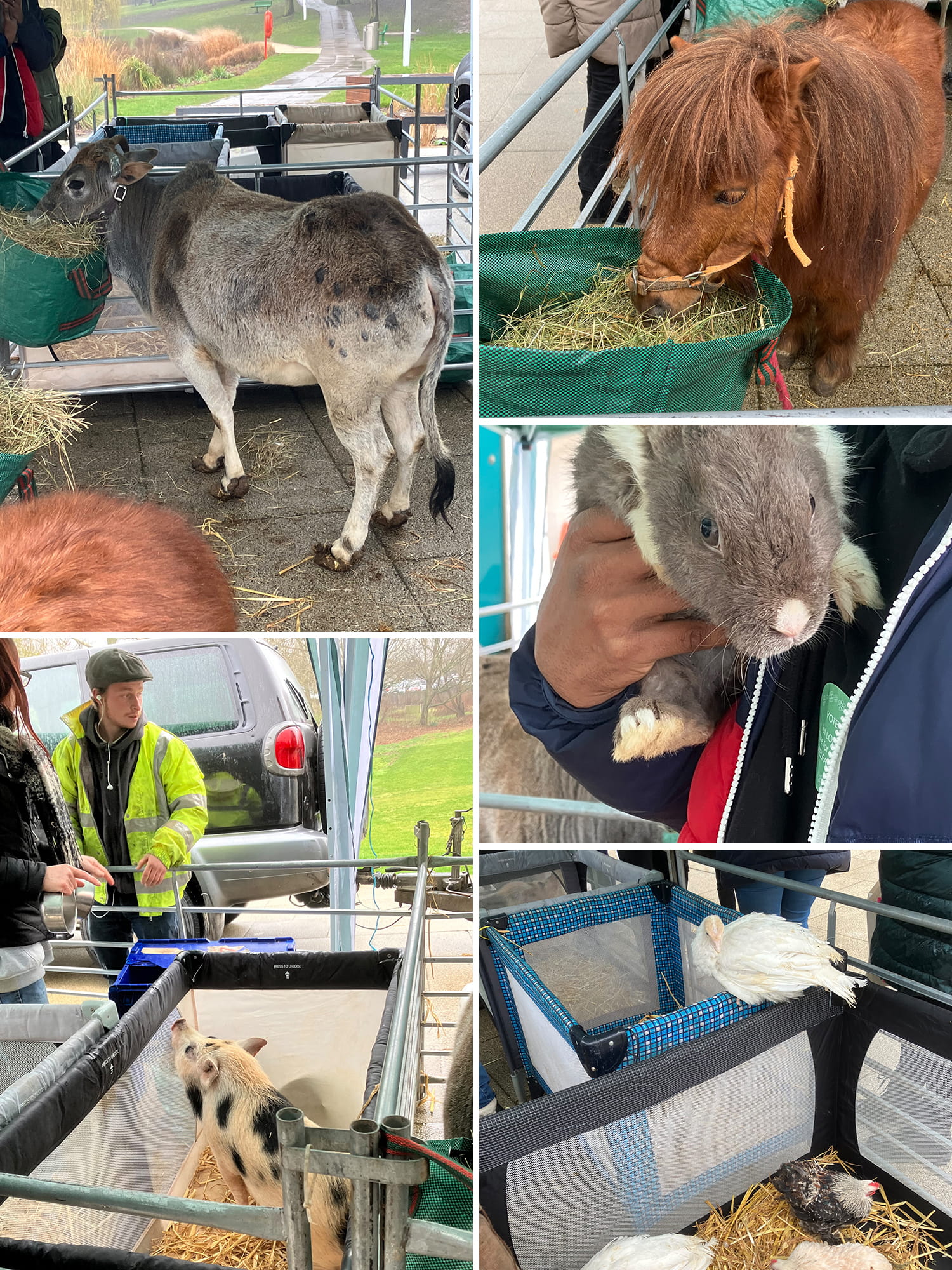 A montage showing dwarf cows, micro pigs, ponies, rabbits, and chickens in a petting zoo.