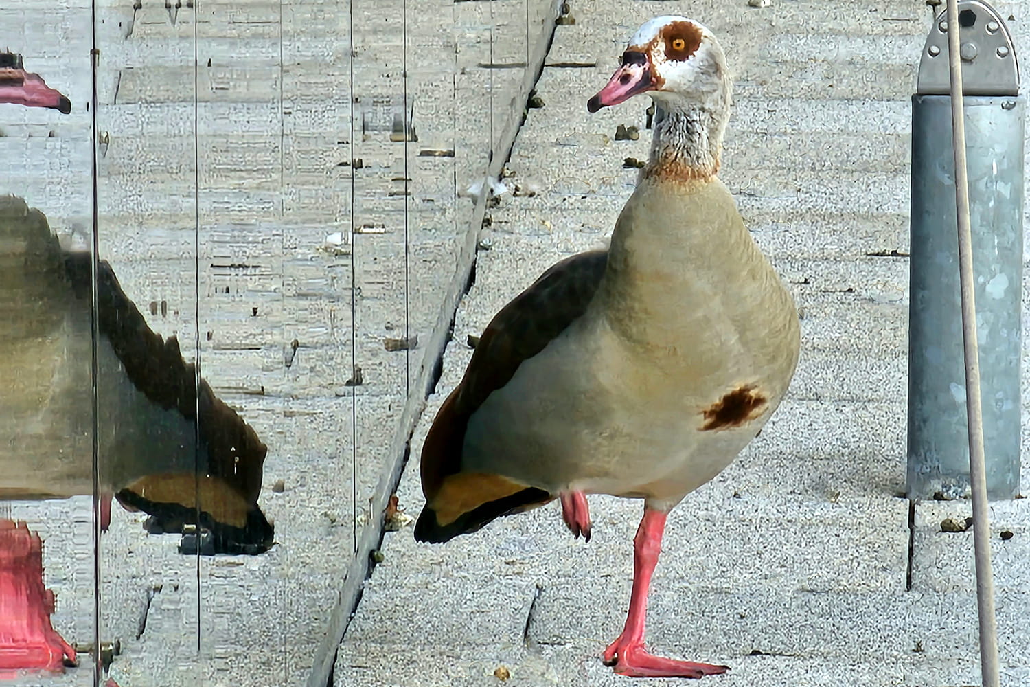 Y’right, Giza? Meet Wivenhoe Park’s first Egyptian geese 