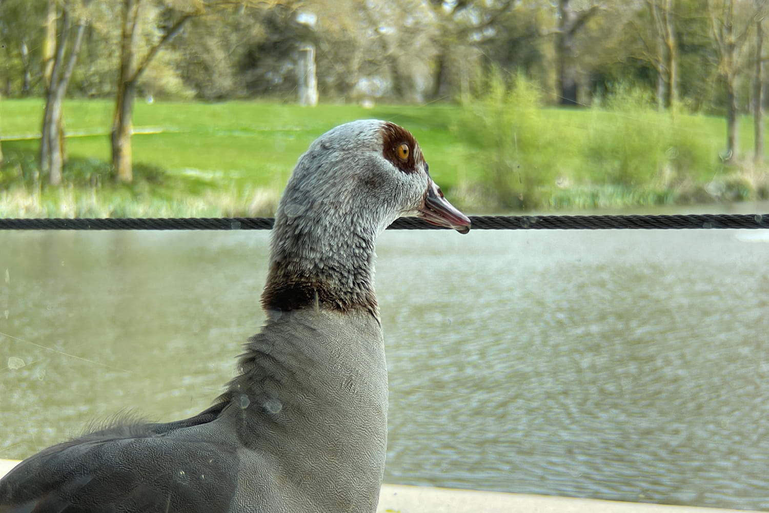 An Egyptian goose overlooking the lake.