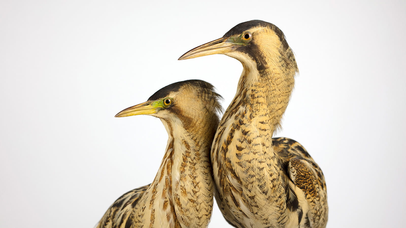 Two taxidermy birds, a pair of Bitterns, posed next to one another and both looking off into the distance. 