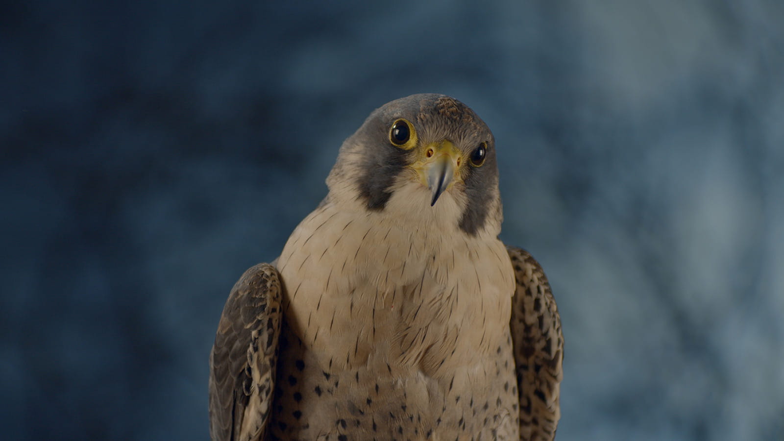A peregrine falcon sits facing us against a soft-focus painted backdrop with faux-landscape scenery; the bird's head is at a tilt, while staring down the lens and looking directly at the viewer.