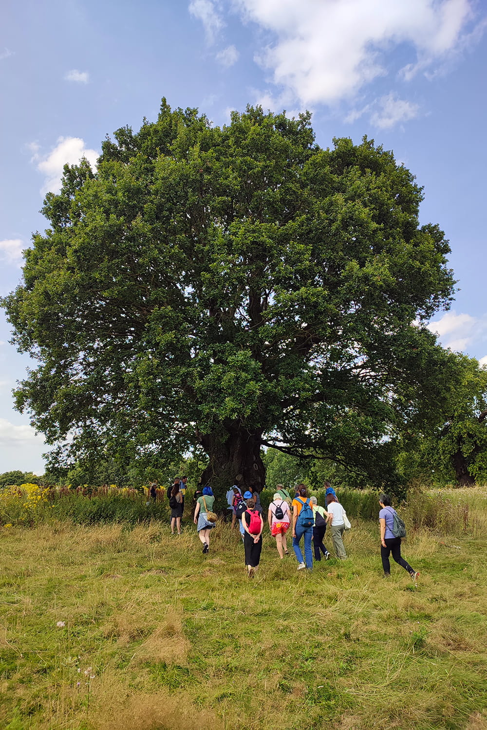 a group of people congregating around the base of the great oak in the Wivenhoe Park grounds