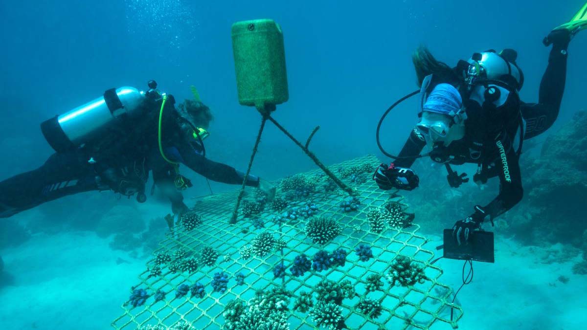 From Courtside to Preserving Coral Reefs