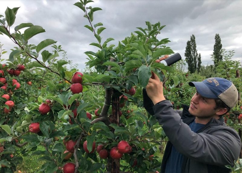 Computer vision apple picking)