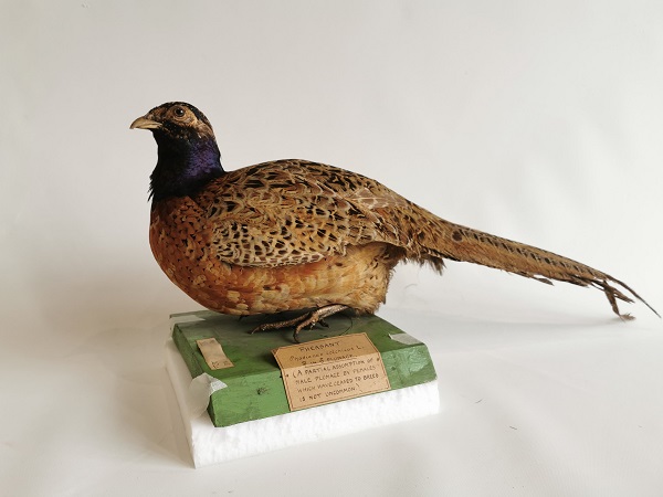 A stuffed female pheasant with some male-coloured plummage.