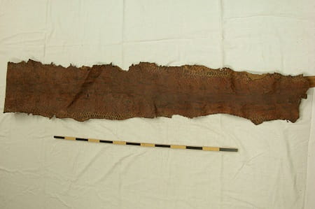 The skin from a southern African rock python, with a yellow and black measuring stick underneath.