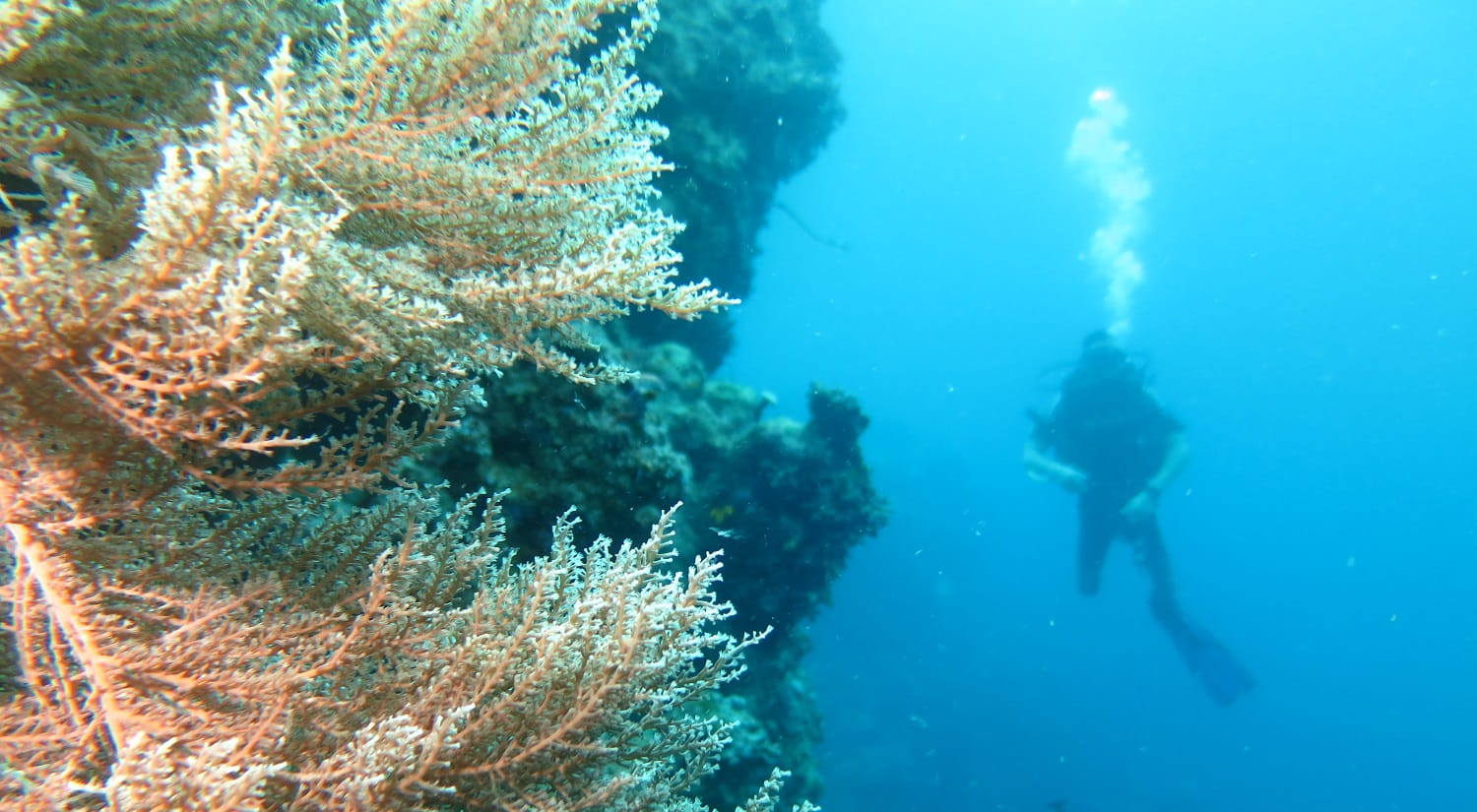 A underwater photo showing a diver next to some coral reef in yellow and orange.