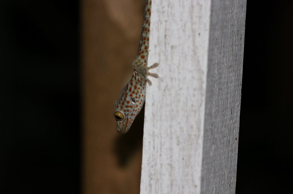 A small spotted lizard holding onto a vertical wooden beam.