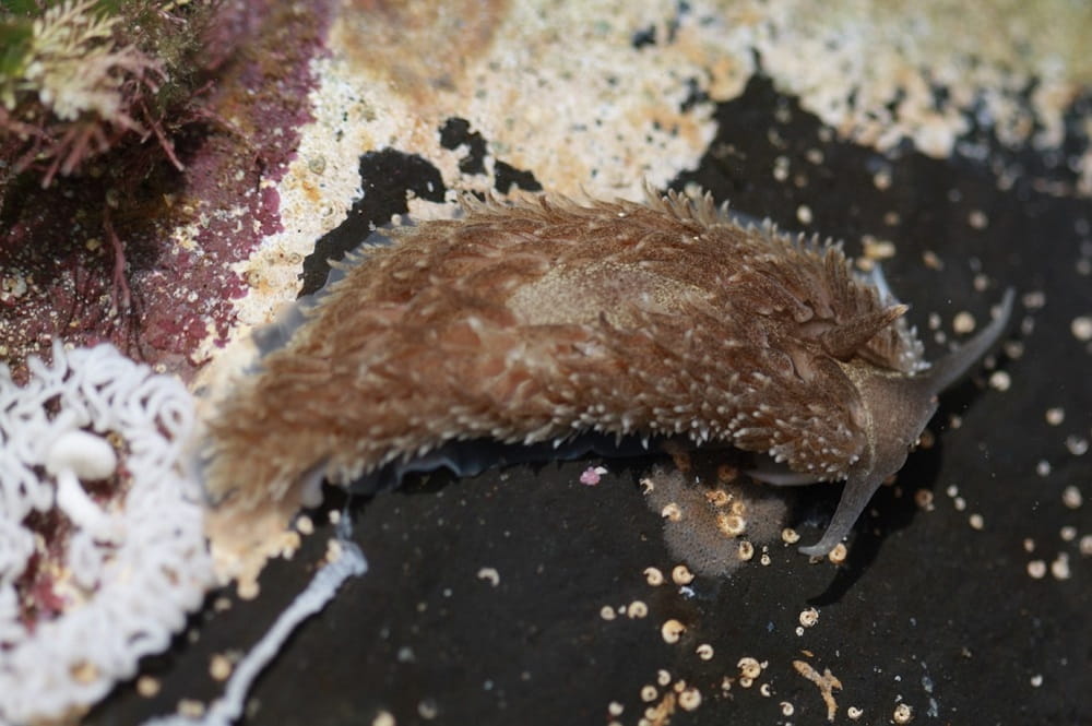A small brown sea slug on a rock in a tidal pool.
