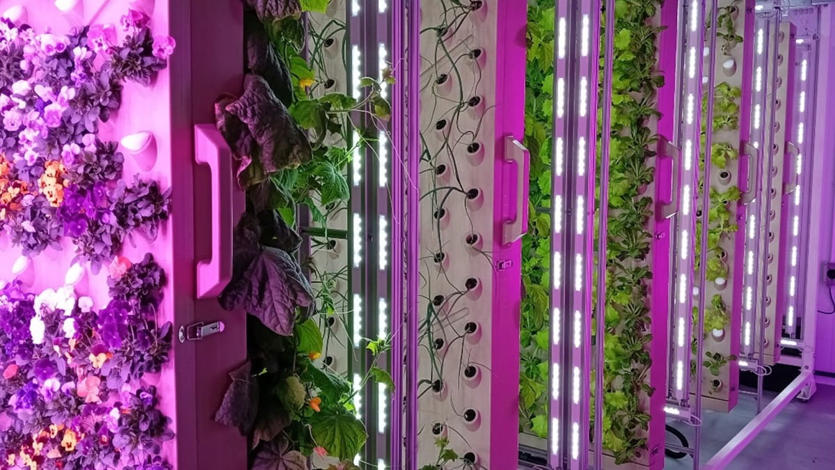 Vertical farm that will be used for growing and testing dwarf peppers.)