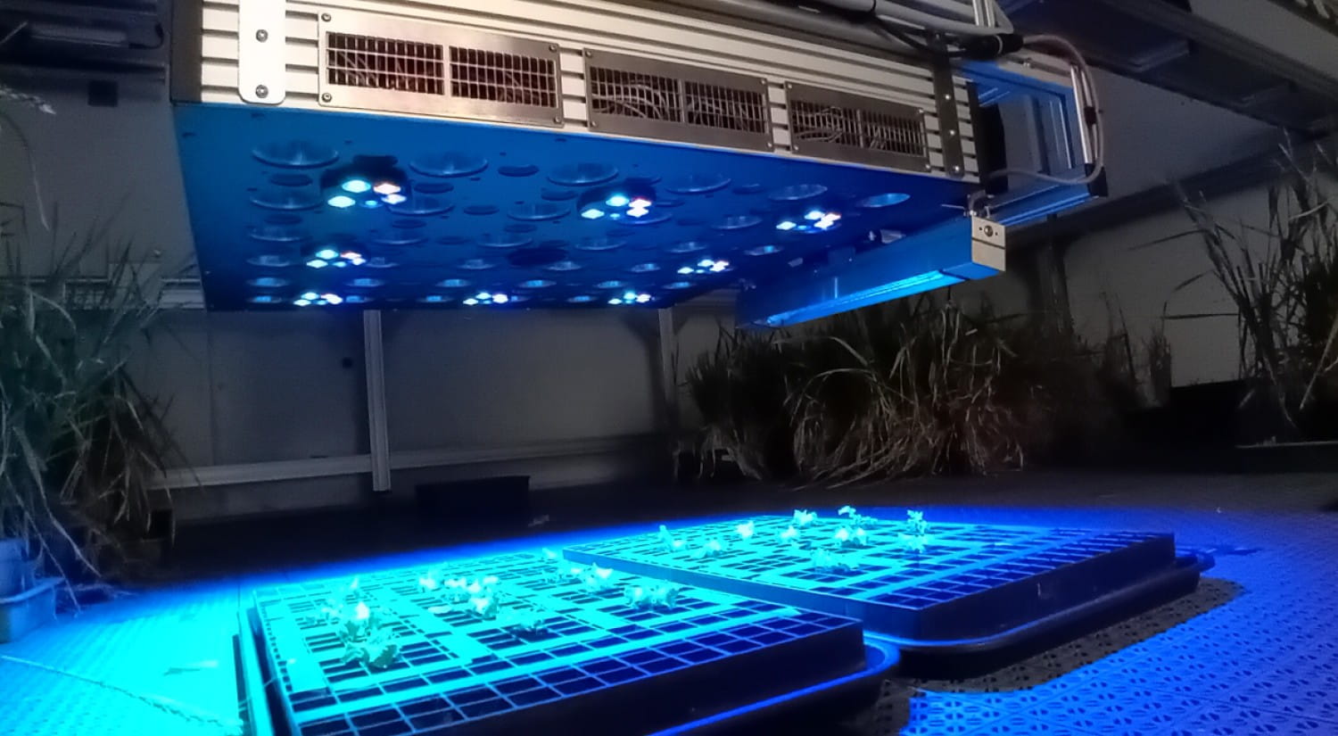 Plants in trays under a gantry, with blue lights illuminating them.