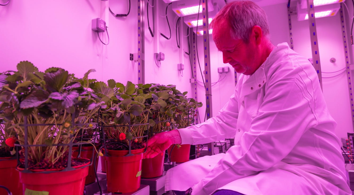 A man in a white coat checks a row of plants in pots, the room is lit with purple light.