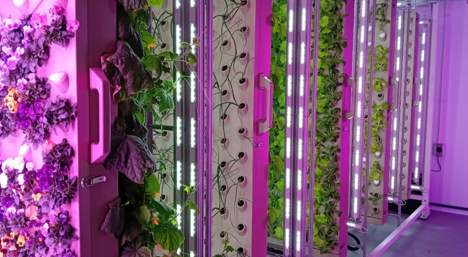 Rows of vertical racks of plants lit with purple light.