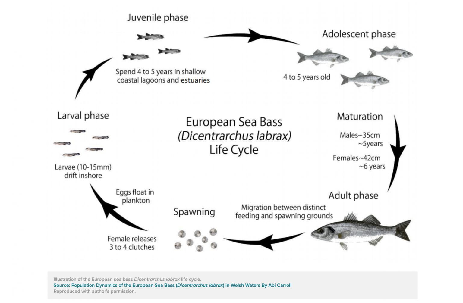 A diagram of the European Sea Bass life cycle, from spawning to adult phase, with images of the fish through the cycle.