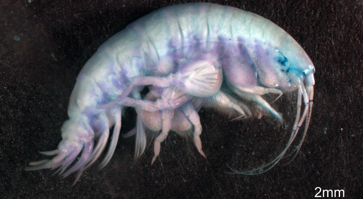 Amphipod